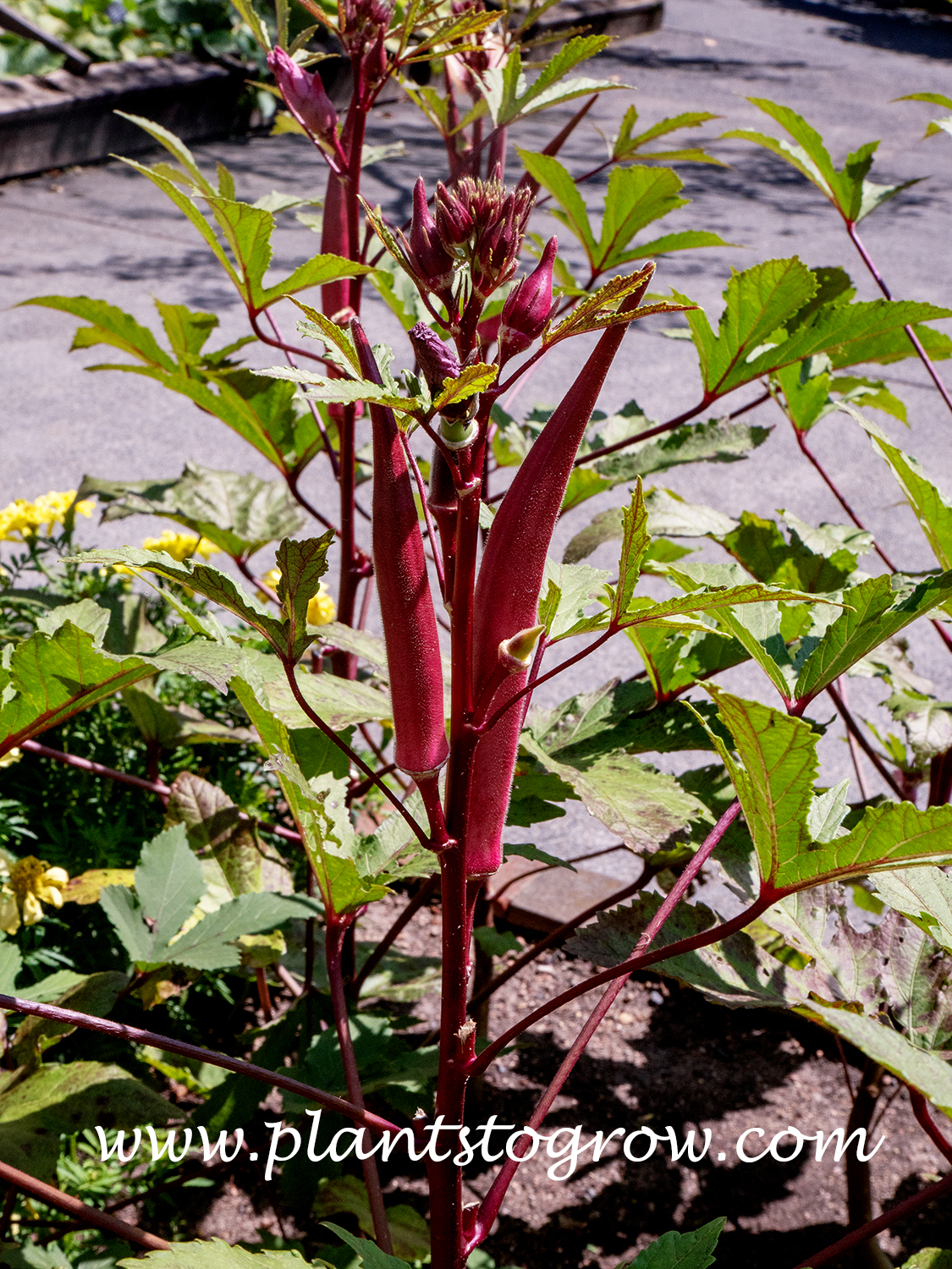 Candle Fire Okra (Abelmoschus esculentus)  
Produces round, red edible seed pods.